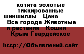 котята золотые тиккированные шиншиллы › Цена ­ 8 000 - Все города Животные и растения » Кошки   . Крым,Гвардейское